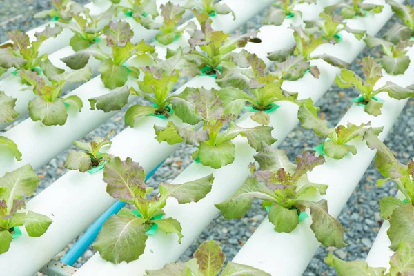 Granja ecológica de cultivo de hortalizas hidropónicas — Foto de Stock