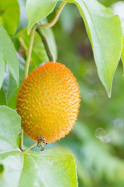 Gac fruit hung on the vine — Stock Photo, Image