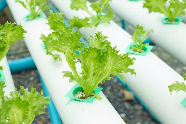 El vegetal hidropónico llamado Fillet Iceberg o Frillice Icebe — Foto de Stock