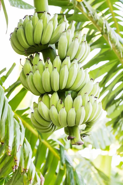 Plátanos inmaduros en el árbol en la selva —  Fotos de Stock