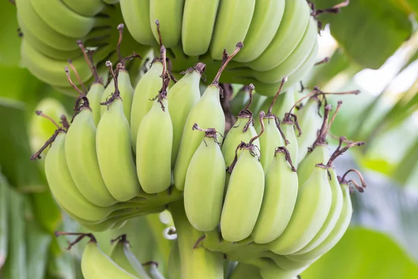 Unripe bananas on tree in the jungle — Stock Photo, Image