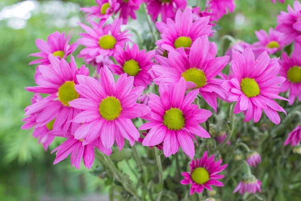 Beautiful chrysanthemum flowers with bokeh background — Stock Photo, Image