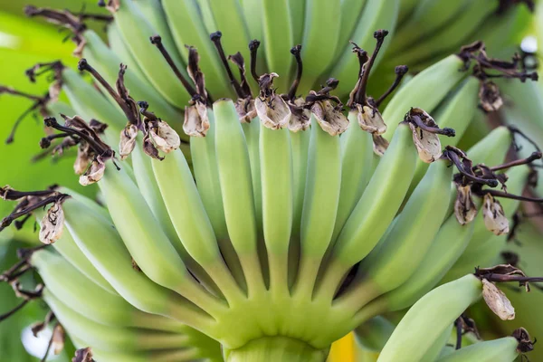 Frutas de plátano verde joven en el árbol — Foto de Stock