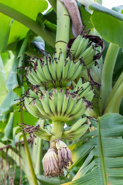Frutas de plátano verde joven en el árbol —  Fotos de Stock