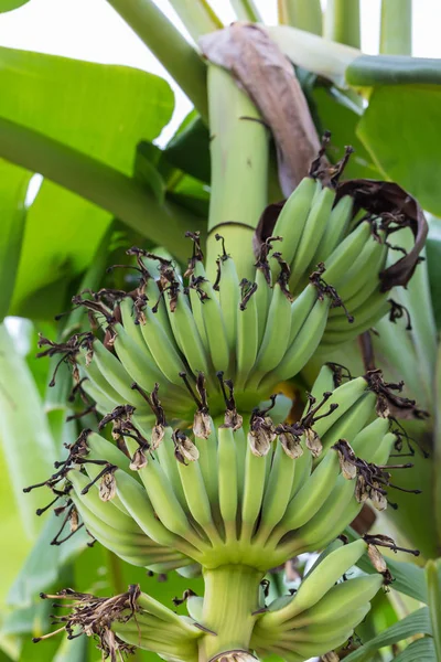 Młody zielony banan owoce na drzewie — Zdjęcie stockowe