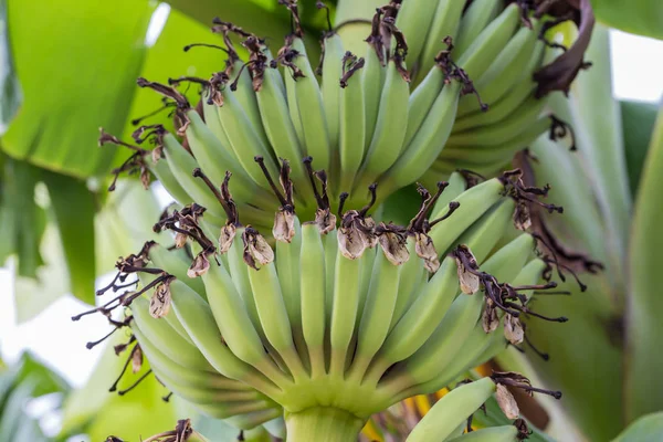 Frutas de plátano verde joven en el árbol —  Fotos de Stock