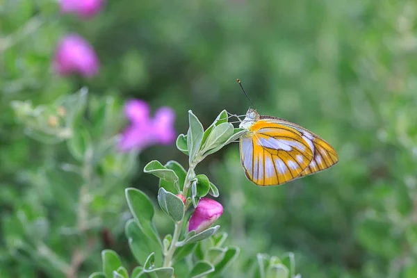 Žlutý motýl na květině barometr bush — Stock fotografie