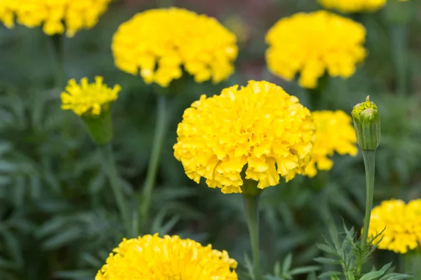 Fleurs de souci dans le jardin — Photo