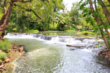 Şelale ve ormandaki ağaç