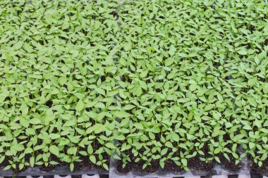 Chilis bitki Kreş evde