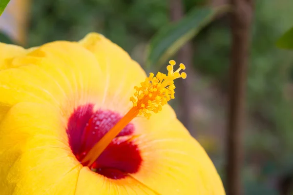 Yellow hibiscus flower in close up  shot — Stock Photo, Image