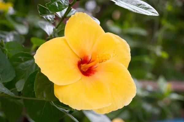 Yellow hibiscus flower on tree — Stock Photo, Image
