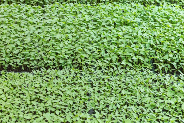 Planta de chilis en casa de vivero —  Fotos de Stock