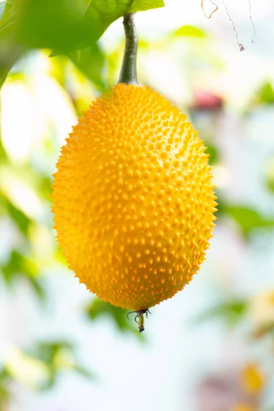 Gac fruit or Spring Bitter Cucumbers in a garden — Stock Photo, Image