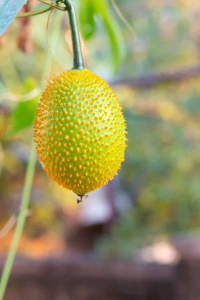 Fresh Gac fruits on the tree — Stock Photo, Image