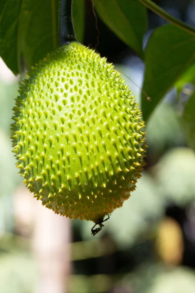 Fresh Gac fruits on the tree — Stock Photo, Image