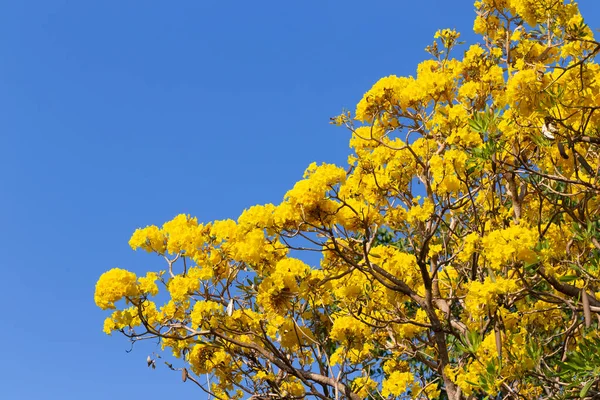 Handroanthus Chrysanthus Con Cielo Azul Flores Amarillas — Foto de Stock