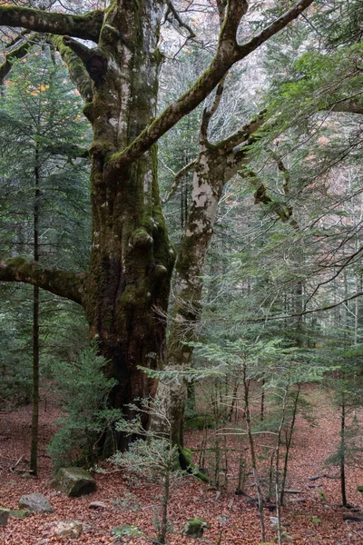 Árvore Meio Uma Floresta Outono Com Folhas Chão — Fotografia de Stock