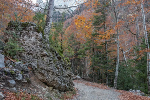 Estrada Através Uma Floresta Outonal — Fotografia de Stock