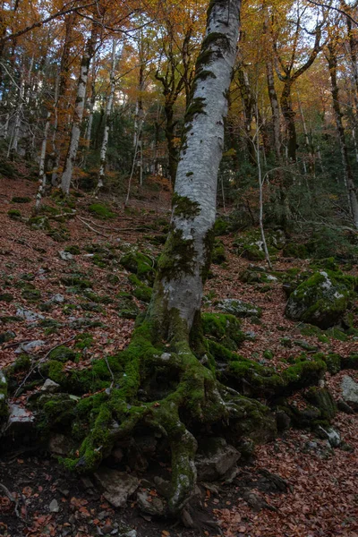 Albero Foglie Marroni Terra Una Foresta Autunno — Foto Stock