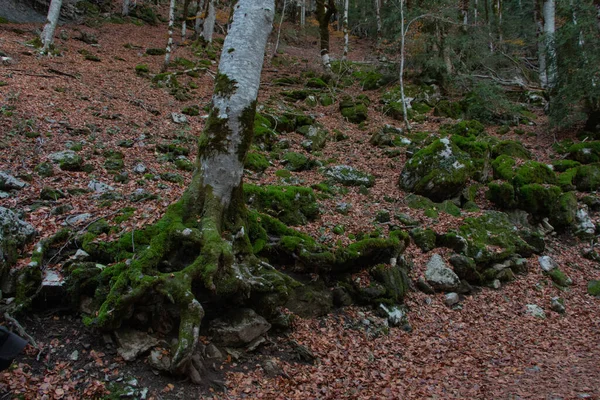 Albero Foglie Marroni Terra Una Foresta Autunno — Foto Stock