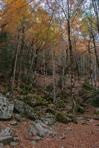 秋天森林里的落叶树 — 图库照片