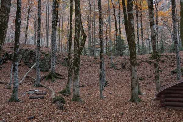 Piccola Cabina Una Foresta Nella Caduta — Foto Stock