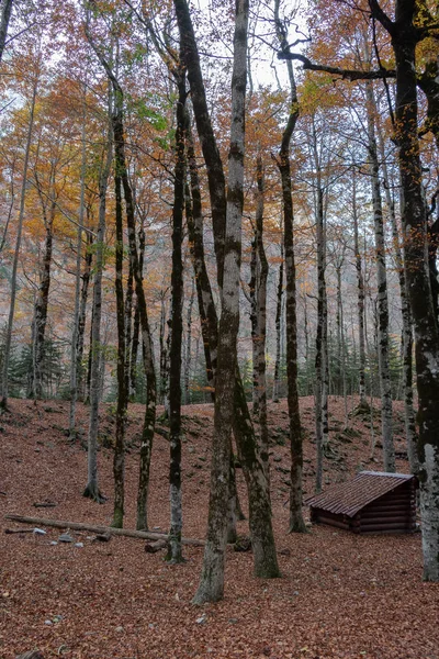 Pequena Cabana Uma Floresta Outono — Fotografia de Stock