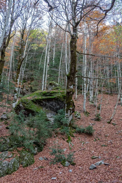 Bosco Foglie Rocce Autunnali — Foto Stock