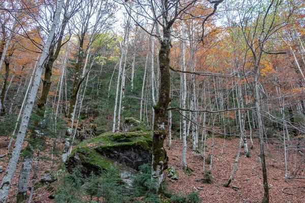 Bosco Foglie Rocce Autunnali — Foto Stock