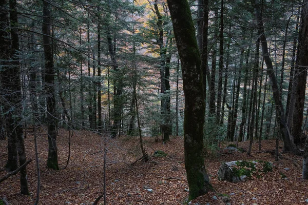 Foresta Foglie Terra Autunno — Foto Stock