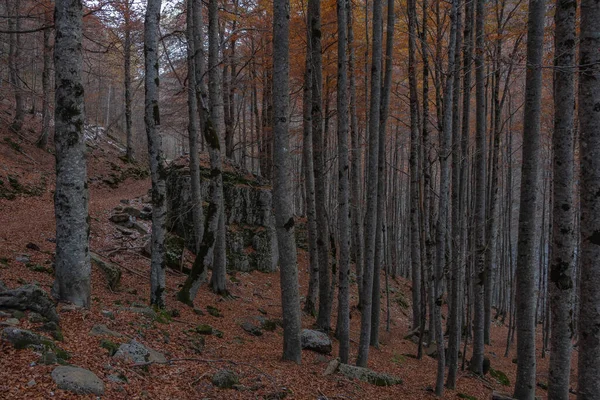 Floresta Folhas Chão Outono — Fotografia de Stock