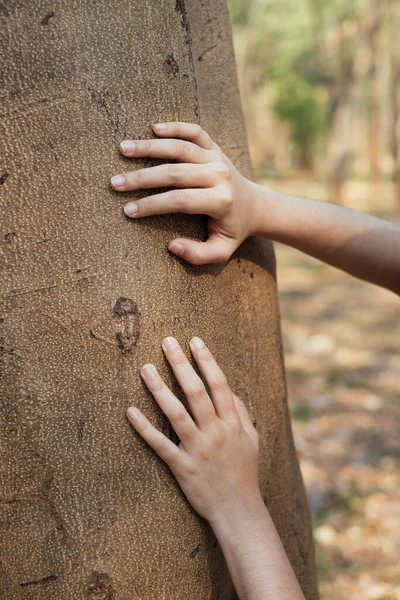 Two Hands Touching Tree — Stock Photo, Image