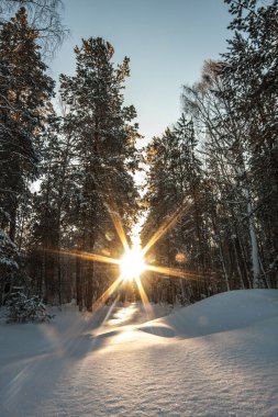 Kış manzarası. Şafakta güneş ışınları karlı bir ormanda ağaçların arasından parlıyor..