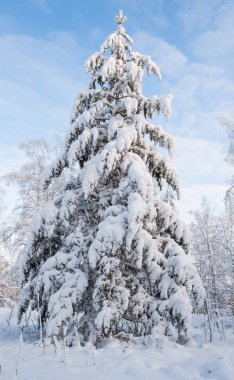 Kış manzarası. Karların altındaki çam ağacı. Dallar kalın bir beyaz kar tabakasıyla kaplıdır..