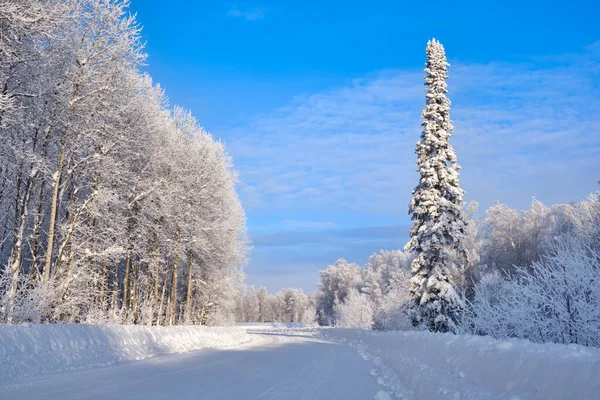 Paisagem de inverno. Floresta nevada. Um abeto coberto de neve na beira da estrada. A Rússia. Sibéria . — Fotografia de Stock