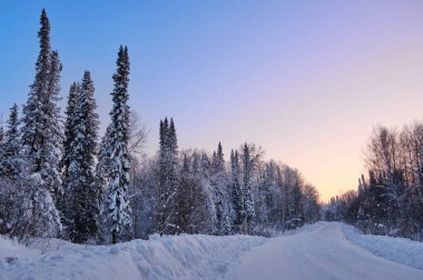 Kış manzarası. Akşam karlı ormanda yol. Kenarlarında ladin ve huş ağaçları karla kaplıdır. Batı Sibirya. Rusya .