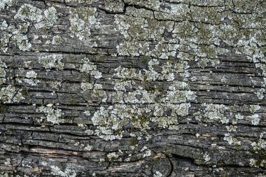 Arkaplan veya tasarım için doku. Yosun ve küfle kaplı gri eski bir tahta parçası. Yakın plan..