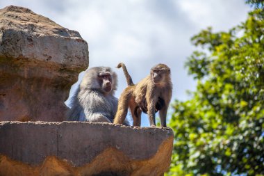 Bir ailenin bir çıkıntının üzerinde tünemiş babunlar, küçük bebek maymun onun annesi için clings iken baba watchers.  