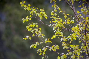Güzel kontrast koyu arka plan bulanık için veren bir ağaç dal. Kopyanın sol tarafında aşağı Oda. 