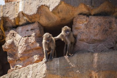 Onların den iki infantil babunlar dikkat et. 