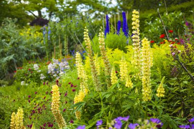 Çeşitli renkli bitkiler ve çiçekler