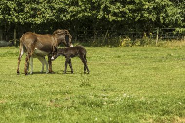 Eşek bir alanda tayı ile