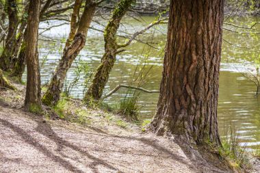 Göl kenarındaki ağaçlar