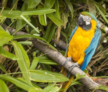 Bir dal üzerinde tünemiş Amerika papağanı papağan