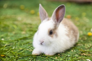 Küçük beyaz tavşan tavşan