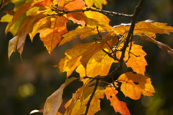 Eine Nahaufnahme Einiger Zarter Herbstblätter — Stockfoto