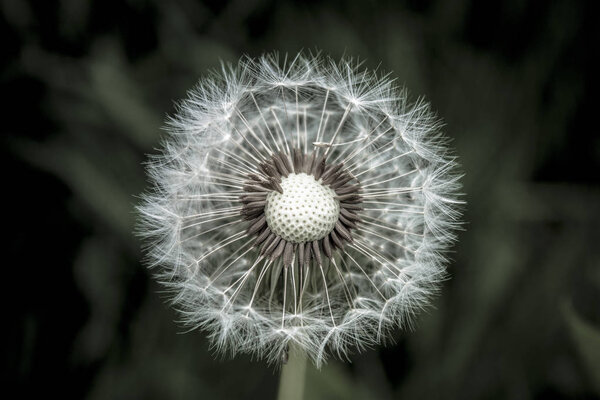 Full dandelion seed head.