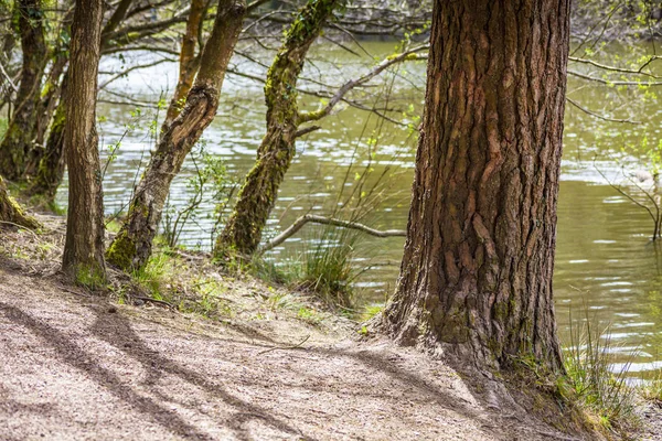 Göl kenarındaki ağaçlar