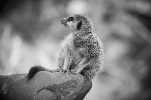 Meerkat appollaiato su una roccia — Foto Stock